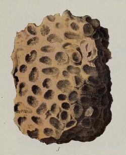 Detail of Deux Caryphylloides