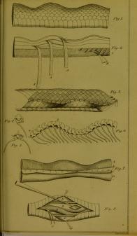 image of sea serpent