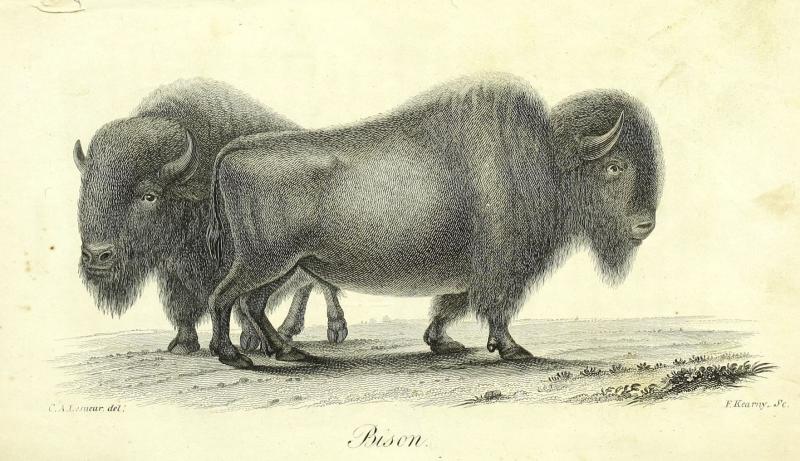 bison