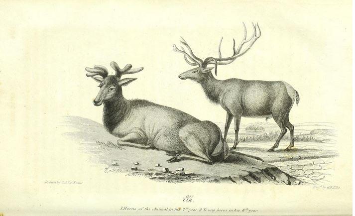 elk