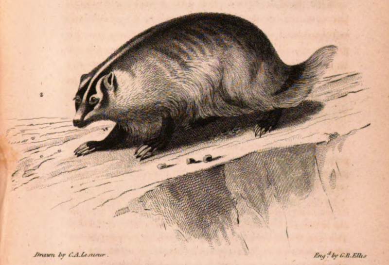 badger