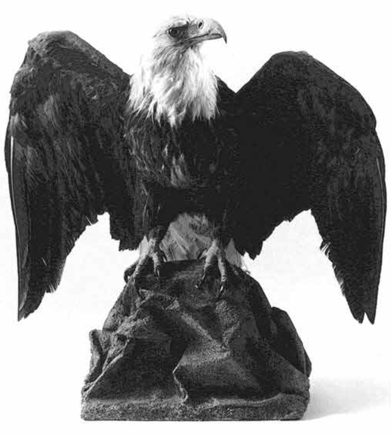 Bald Eagle (mounted taxidermy)
