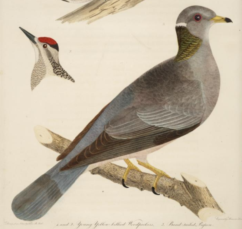 Engraved by A. Lawson