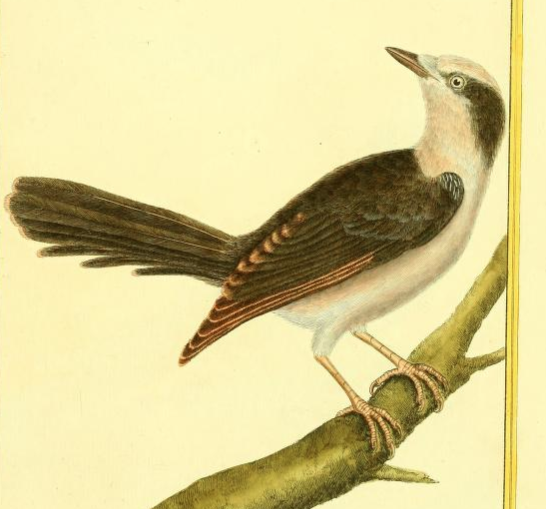 Drawn by F.-N. Martinet 