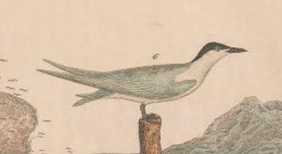 Engraved by A. Lawson