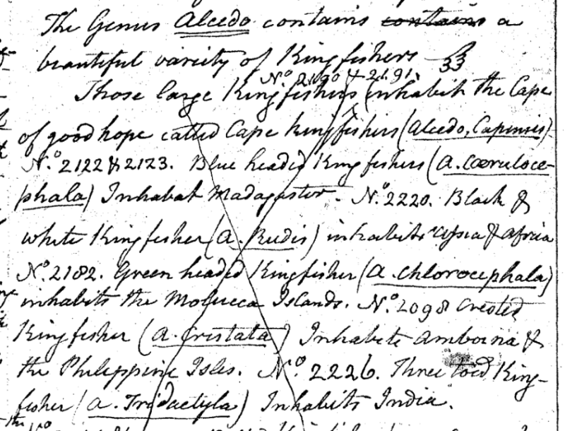 Charles Willson Peale (1741-1827) wrote, in "A Walk Through the Philad[elphi]a Museum" (1805–1806): "Those large Kingfishers (No. 2190 & 2191) inhabit the Cape of good hope called Cape Kingfishers (Alcedo capensis)." 