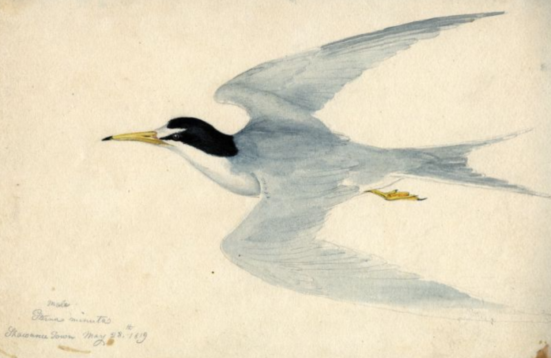 Titian Ramsay Peale, 28 May 1819