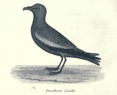 An account of four species of Stormy Petrels