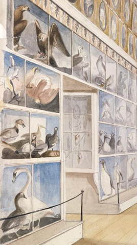 watercolor of "long room" in museum