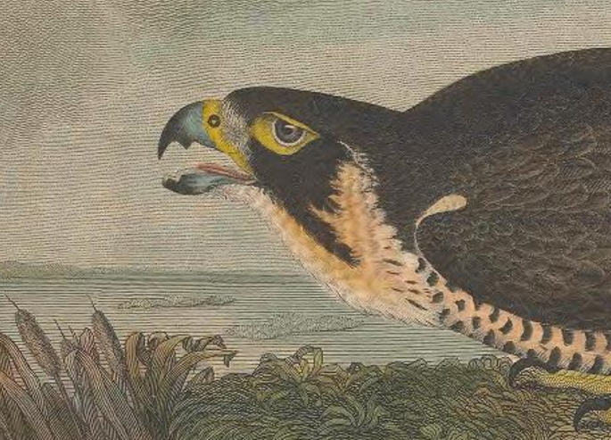 Engraved by A. Lawson