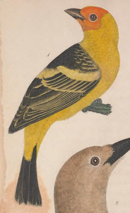 Engraved by A. Lawson