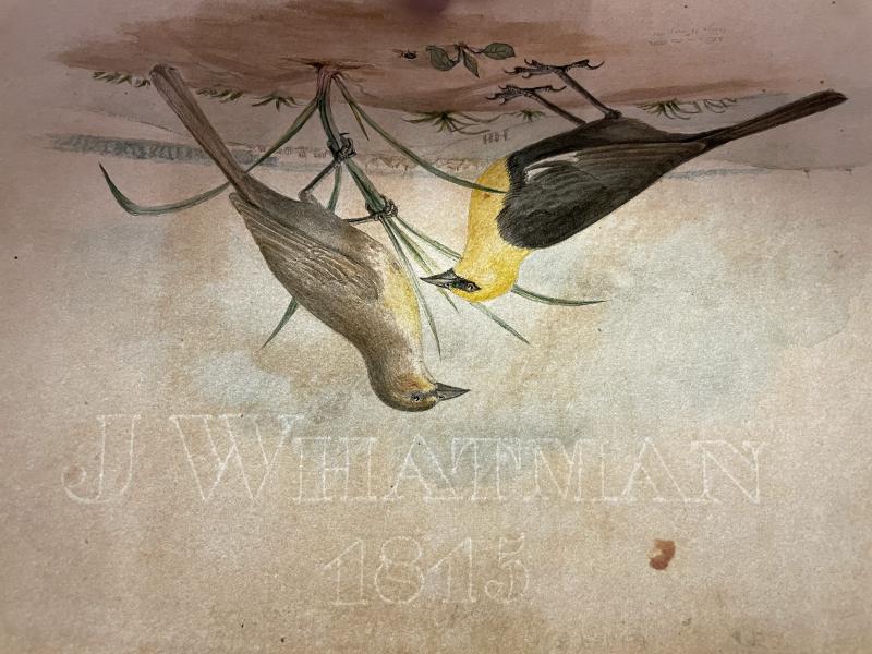 Titian Ramsay Peale, watercolor