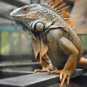 iguana