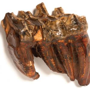 mastodon tooth