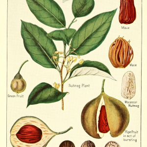 nutmeg