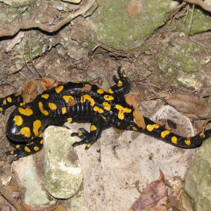 salamander