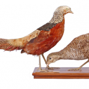 picture of pheasants
