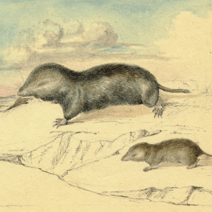 two shrews