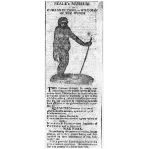 orangutan newspaper article