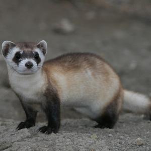 weasel