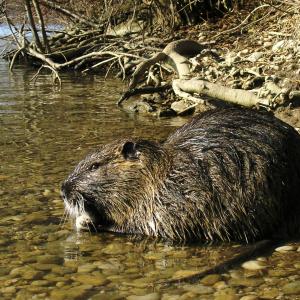 nutria