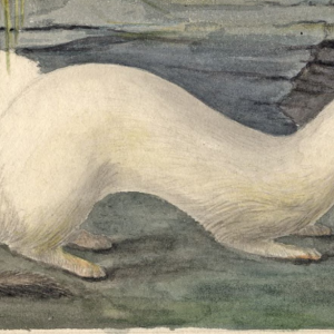 ermine