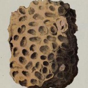 Detail of Deux Caryphylloides