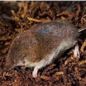 shrew