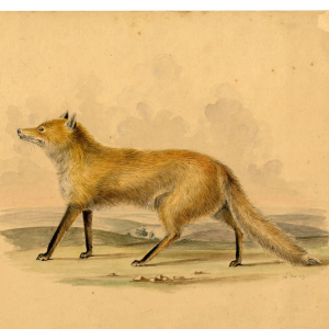 fox