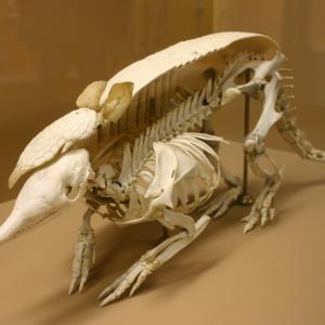 armadillo