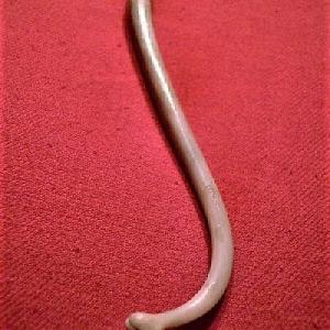 baculum