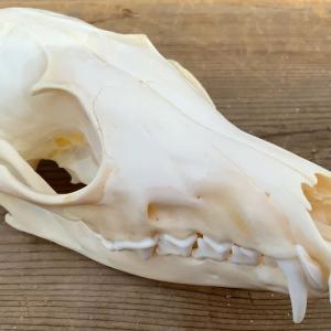 fox skull