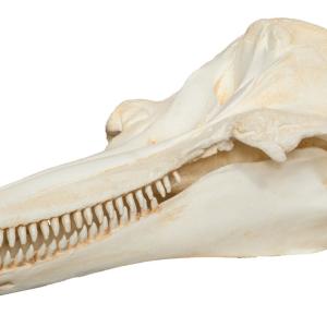 porpoiseskull