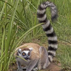 lemur