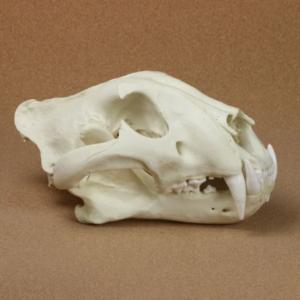 tiger skull