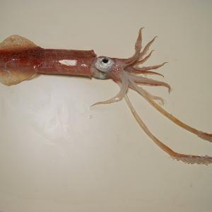 squid