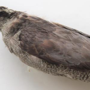 American Goshawk specimen from Academy of Natural Sciences of Drexel University