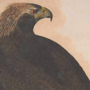 Engraving by J. G. Warnicke