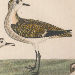 American Golden-plover 