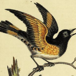 American Redstart