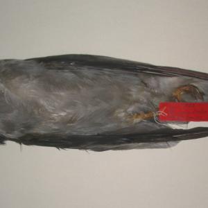 Mississippi Kite (mounted taxidermy)