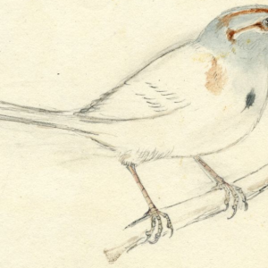 American Tree Sparrow