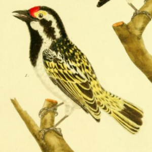 Acacia Pied Barbet