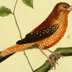 Red Avadavat