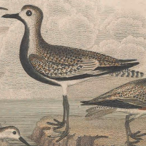 Black-bellied Plover