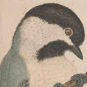 Black-capped Chickadee