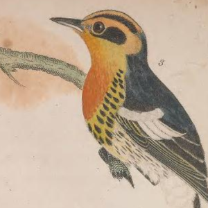Blackburnian Warbler