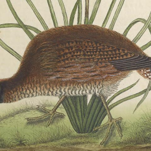 Bobwhite Quail 