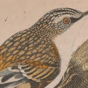 Brown Creeper,, Engraved by A. Lawson
