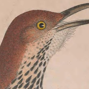 Brown Thrasher